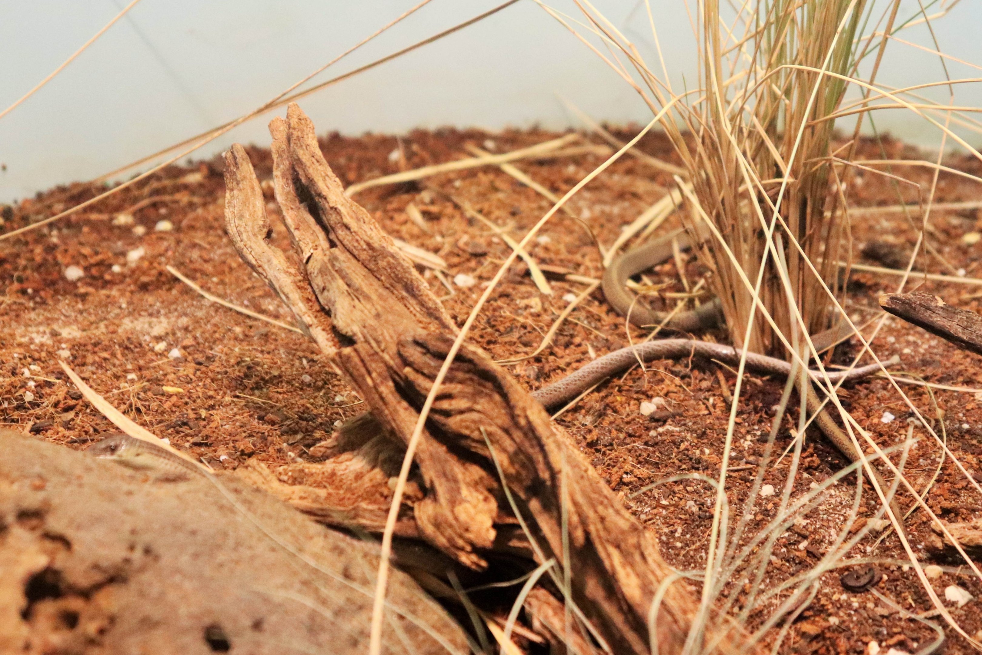 Striped Legless Lizard (Delma impar)