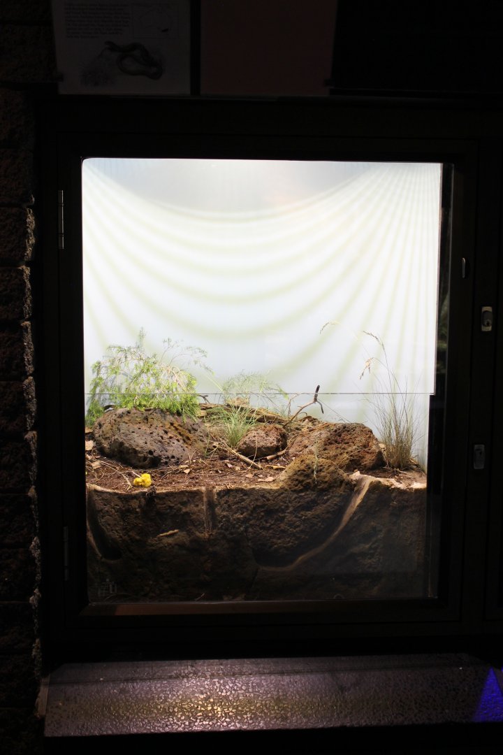 Striped Legless Lizard enclosure
