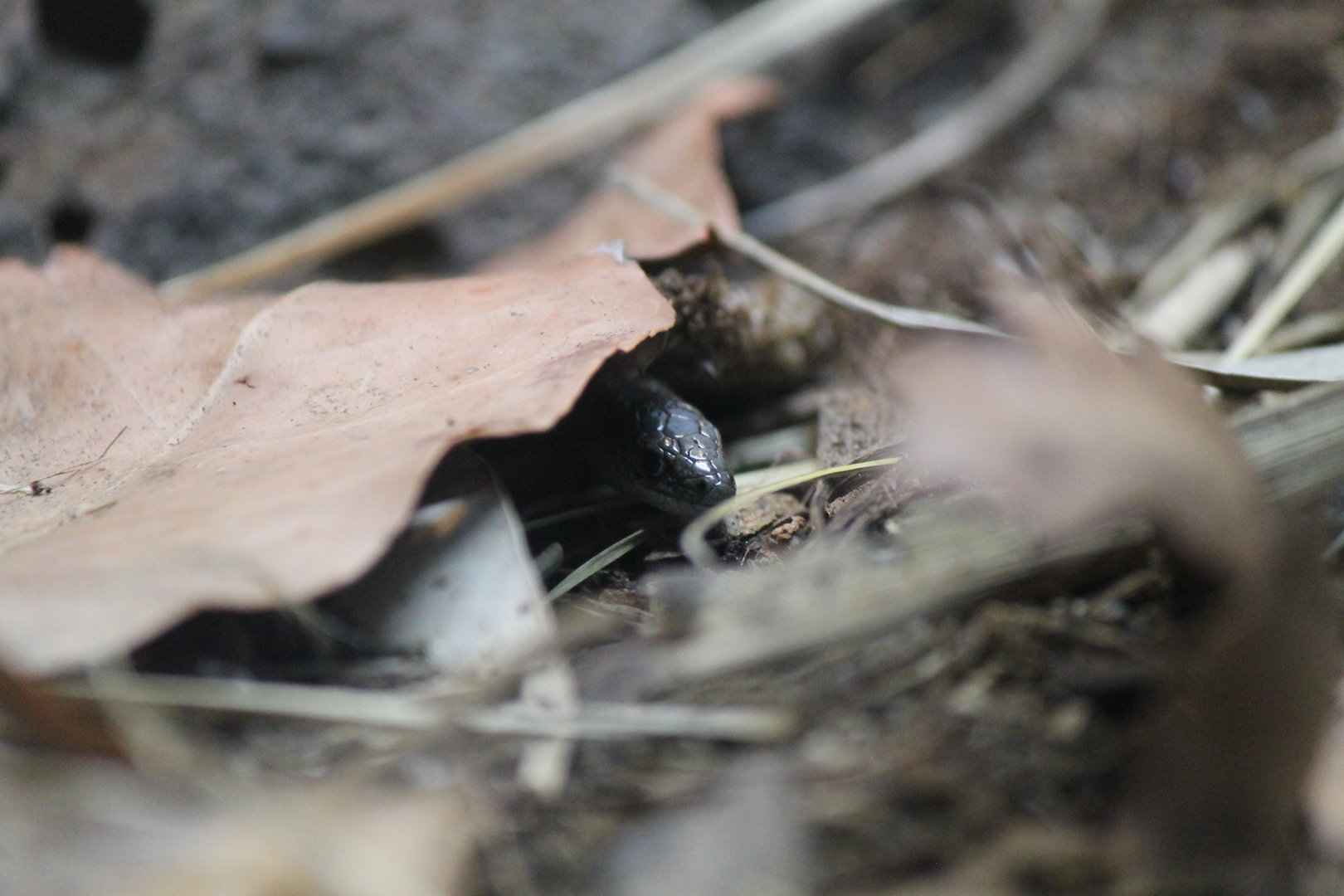 Striped Legless Lizard