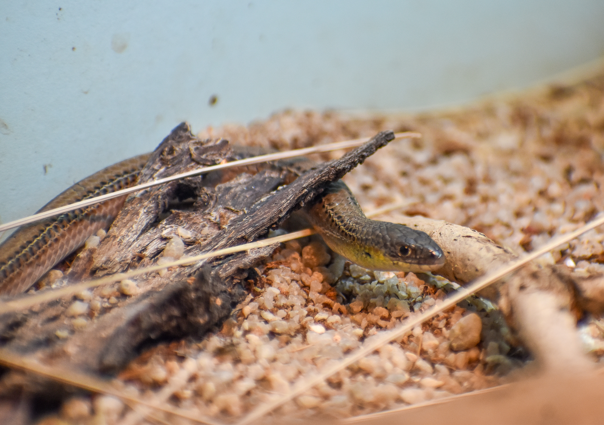 Striped Legless Lizard