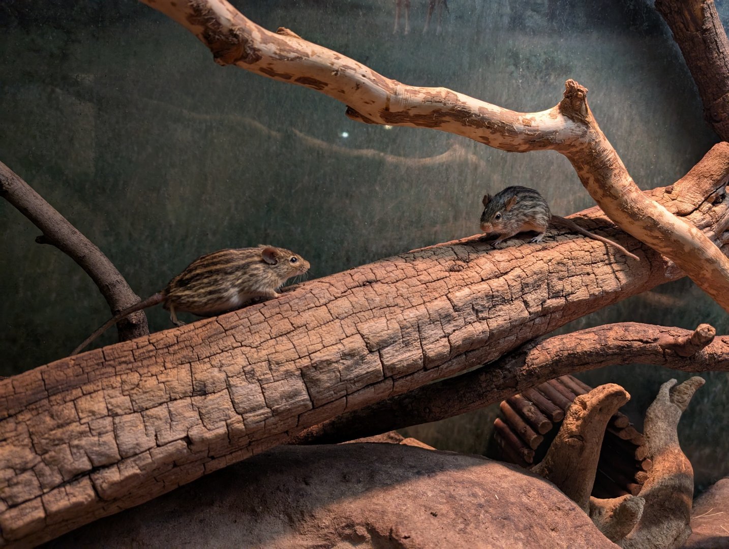 Striped Mice