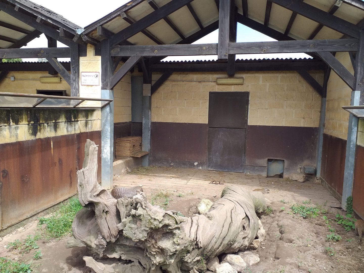 Striped mongoose exhibit-Cabarceno (2019)