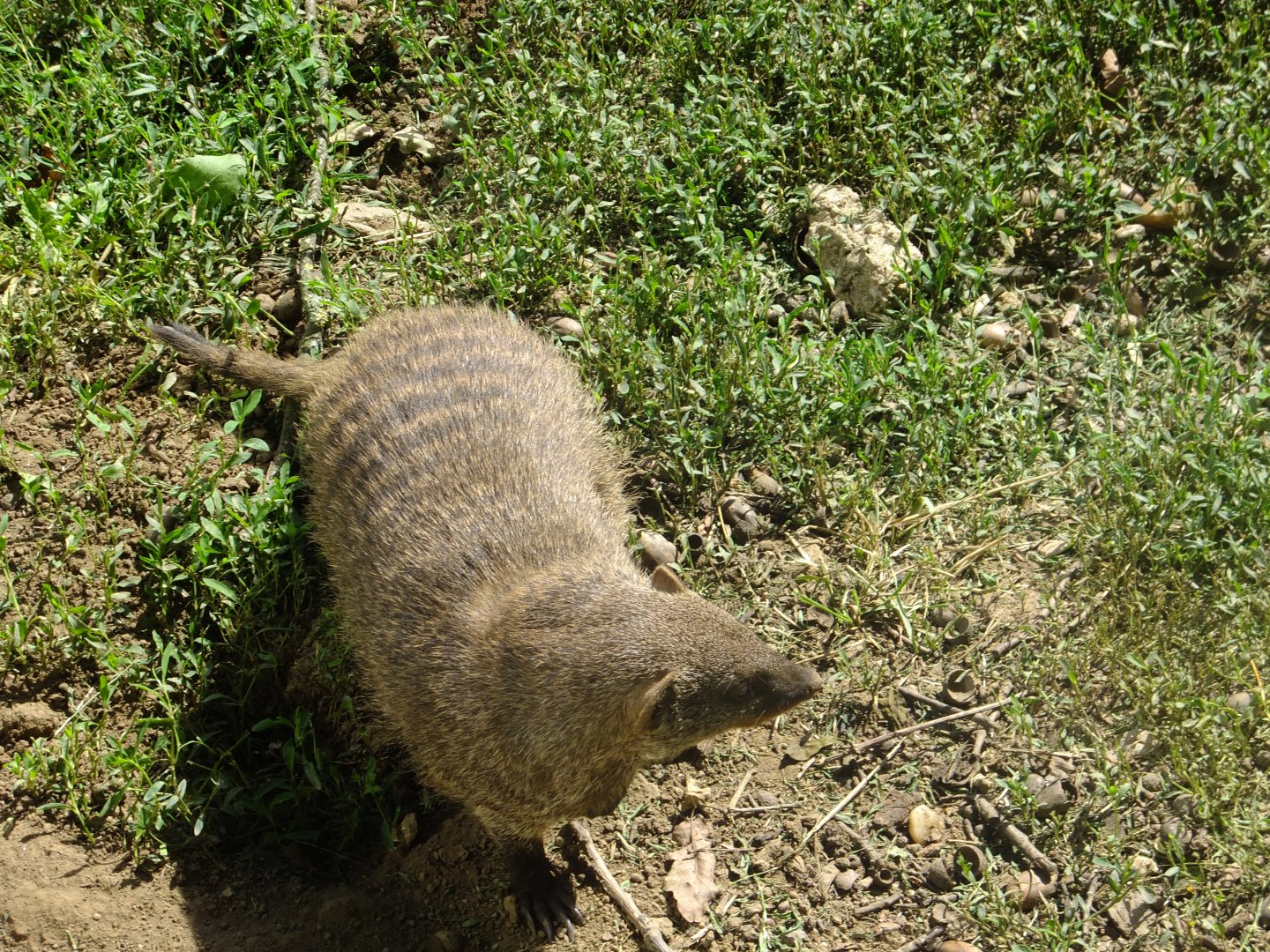 Striped mongoose
