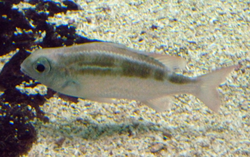 Striped monocle bream (Scolopsis lineata)