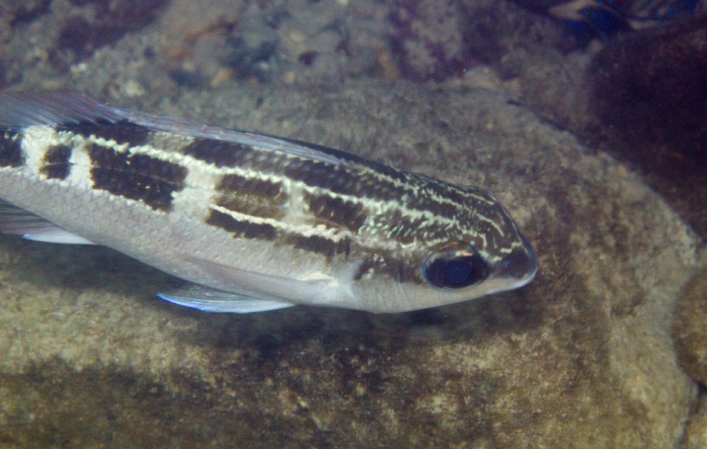 Striped Monocle Bream
