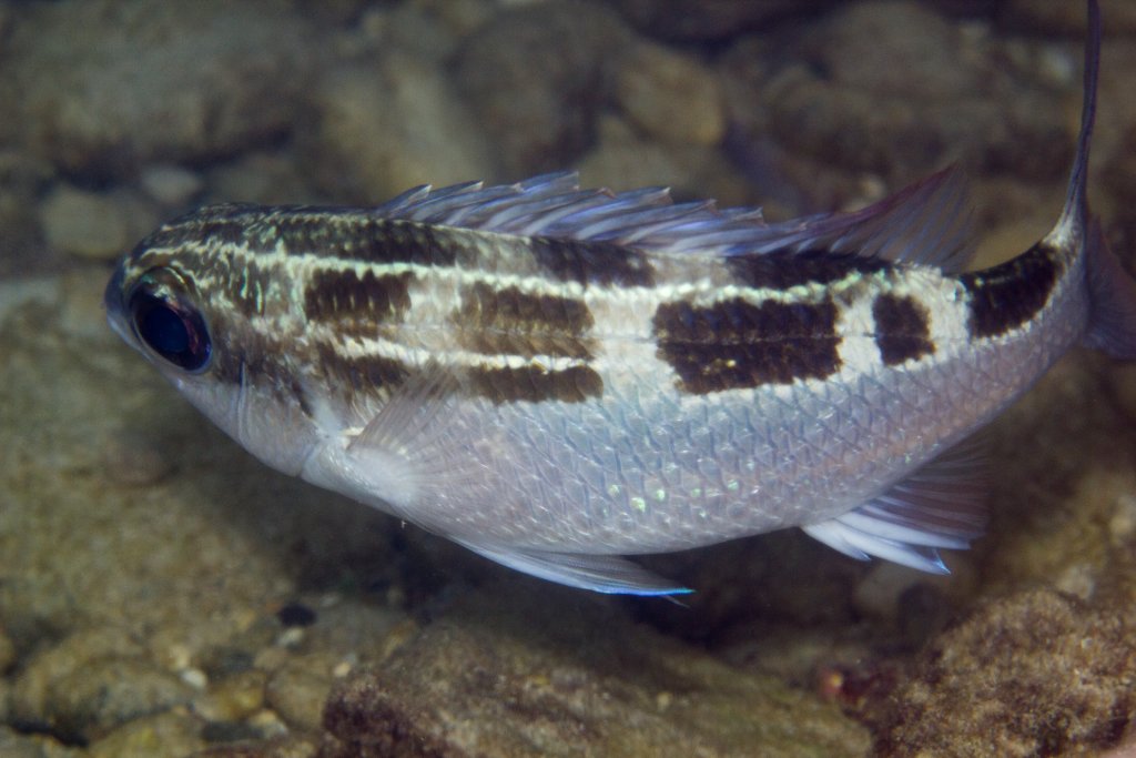 Striped Monocle Bream