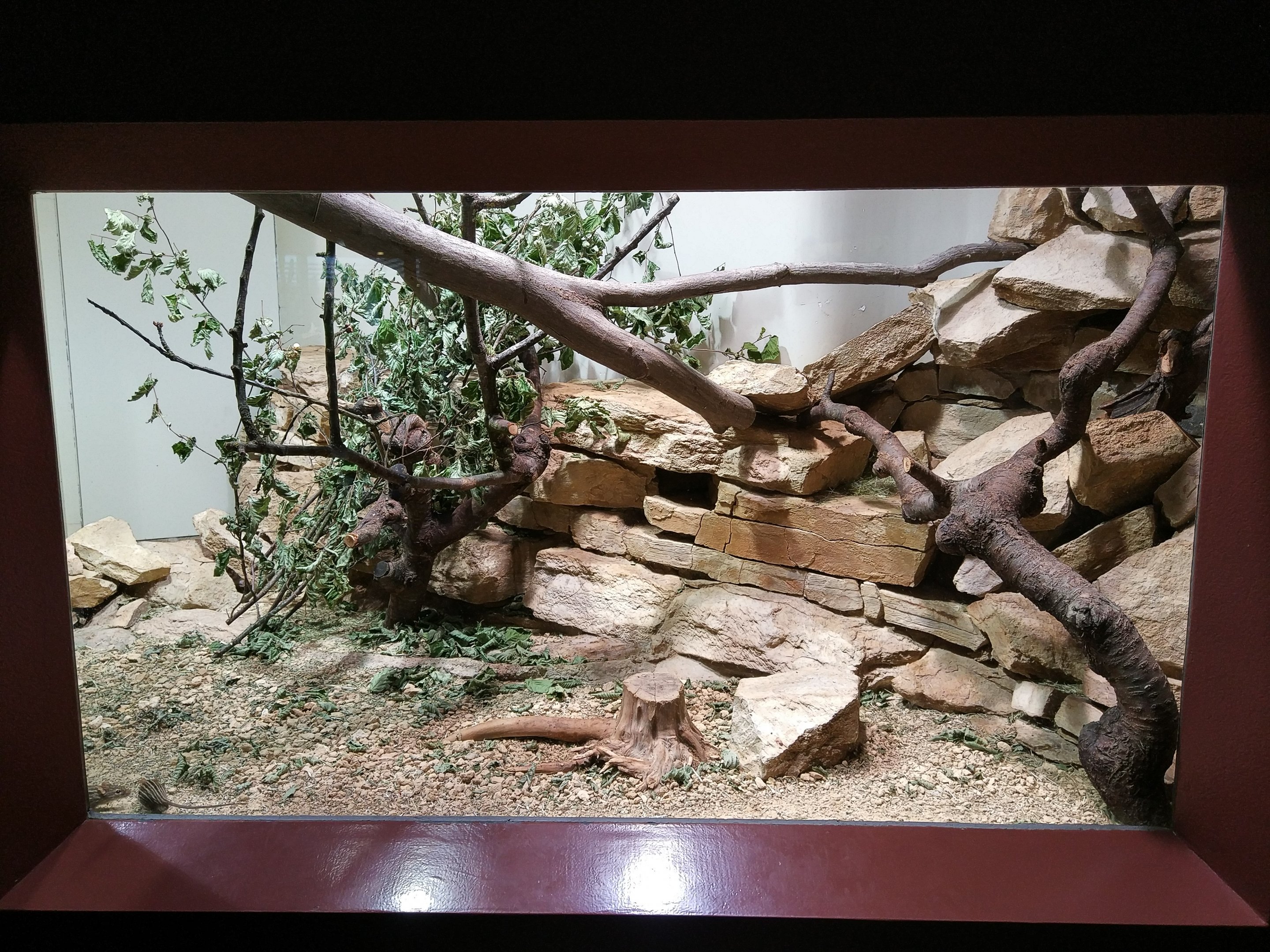 Striped Mouse Terrarium