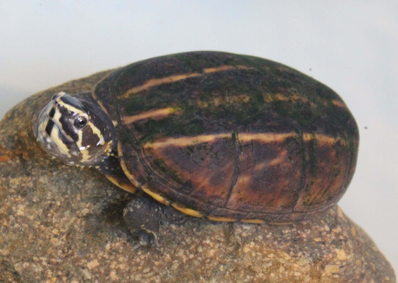 Striped mud turtle - Kinosternon baurii