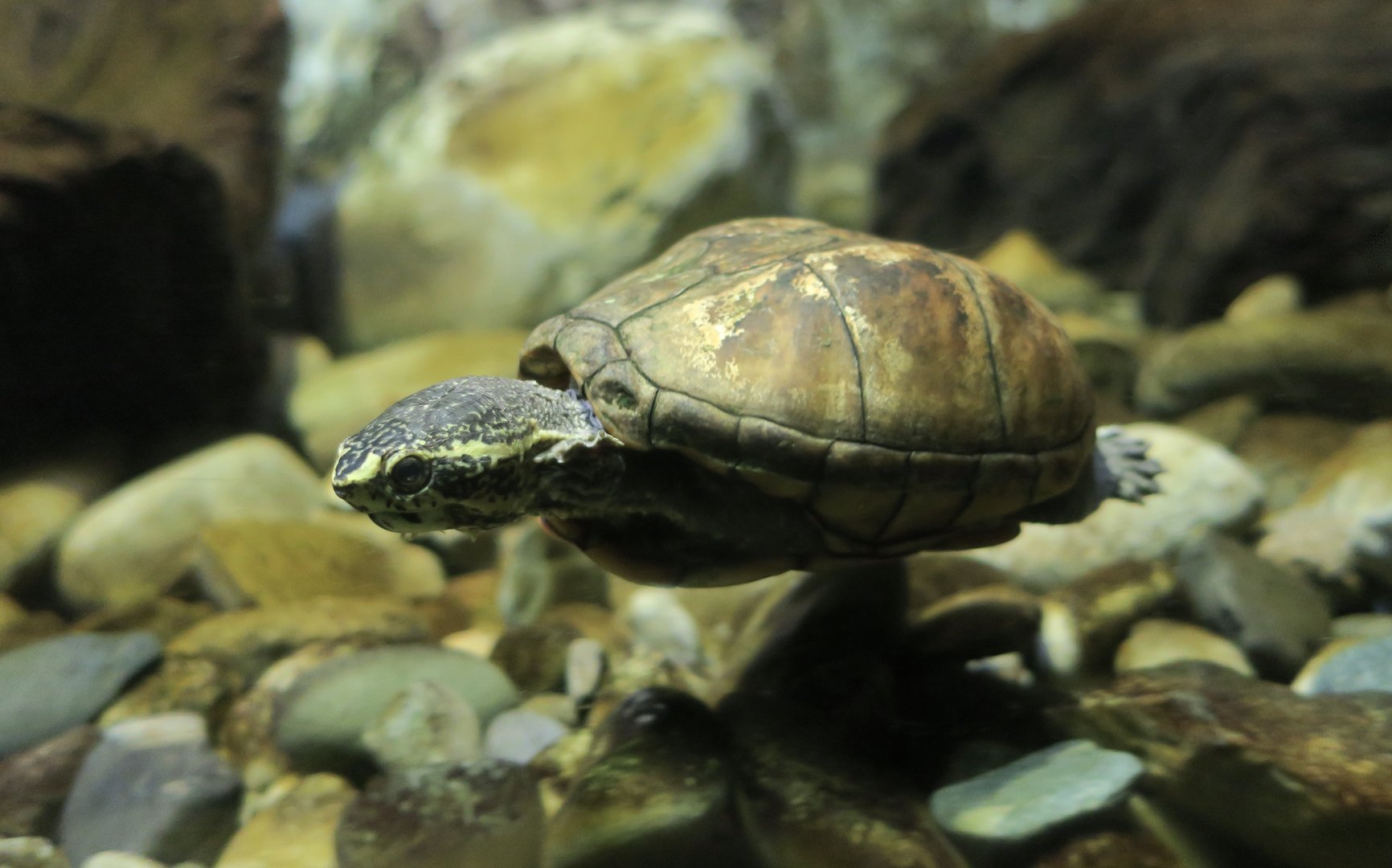 Striped Mud Turtle (Kinosternon baurii)