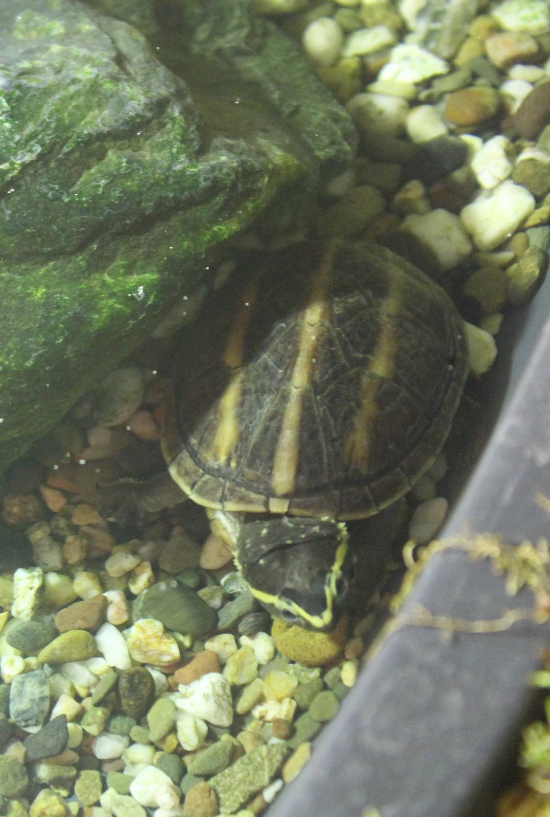 Striped mud turtle