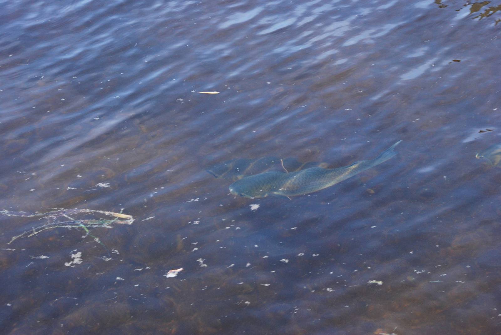Striped Mullet, Cayo Costa, October 2013