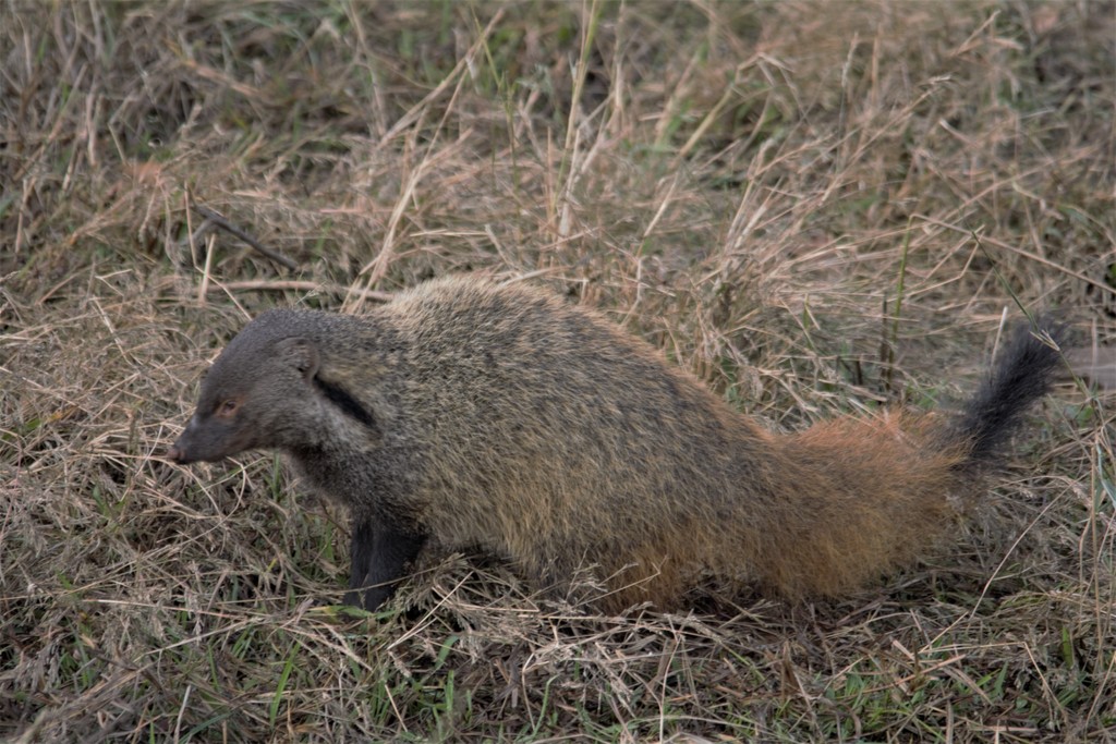 Striped Neck Mongoose - Herpestes vitticollis - Bandipur National Park - 20180224