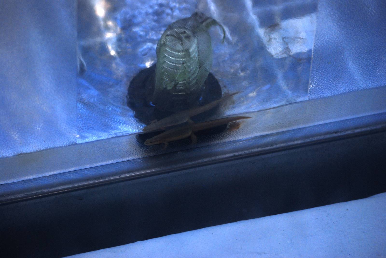 Striped Newt at Jacksonville, 10/10/13