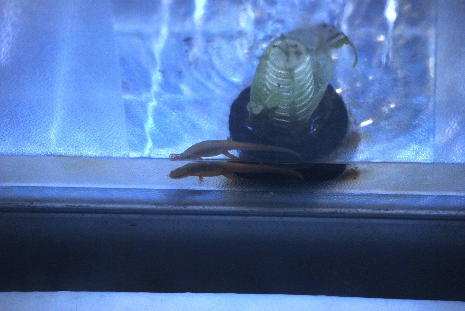 Striped Newt at Jacksonville, 10/10/13