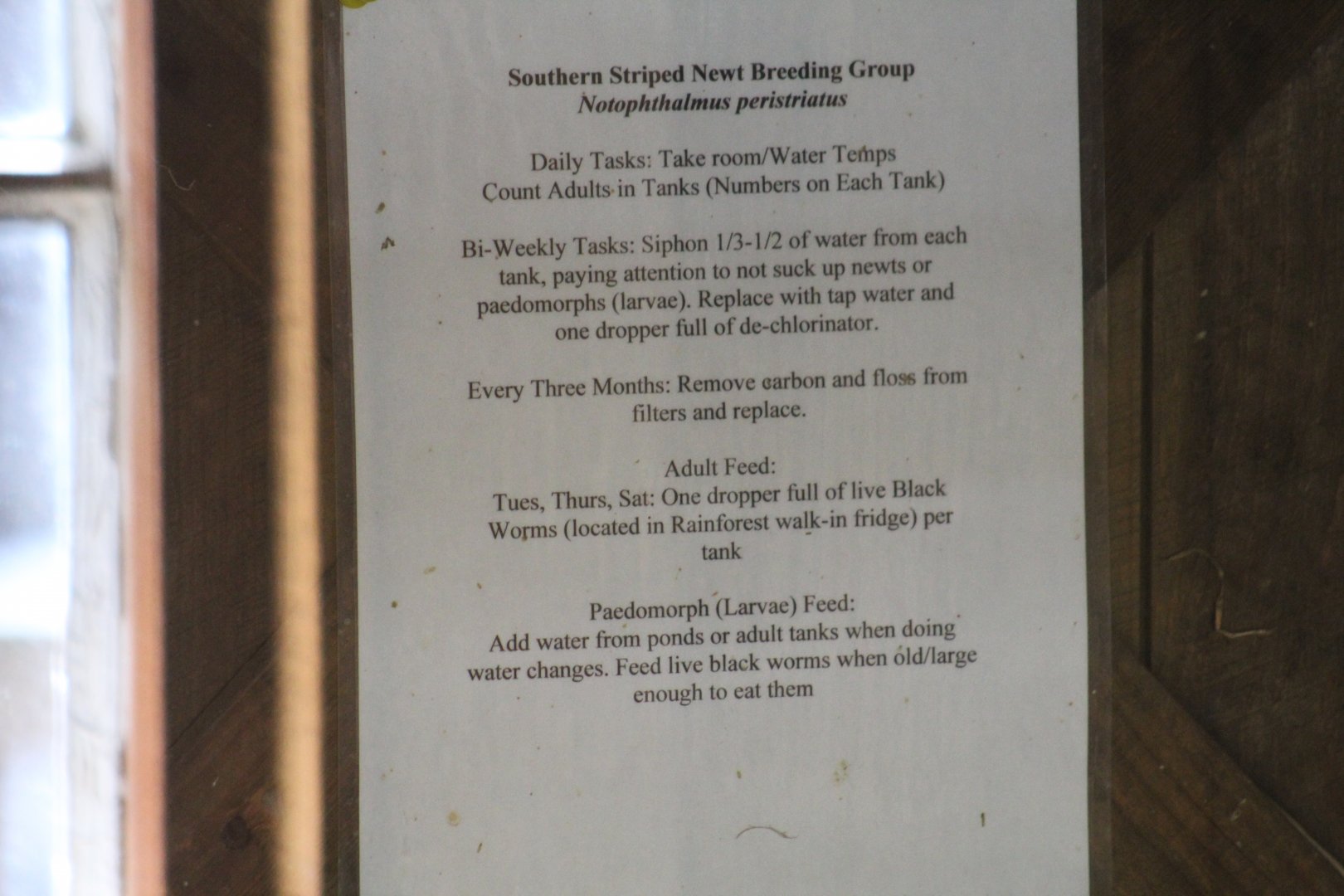 Striped Newt Care Sheet