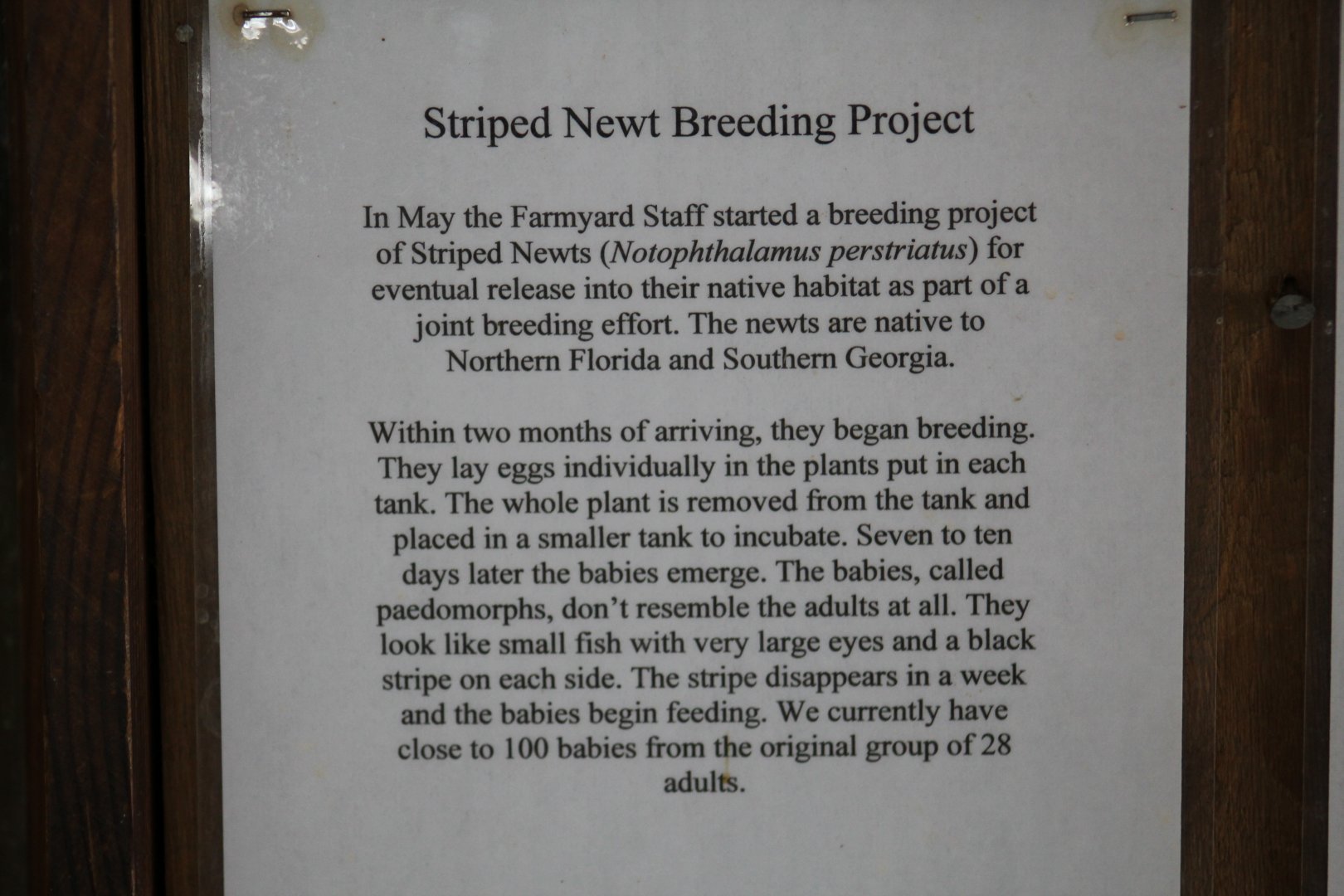 Striped Newt Signage