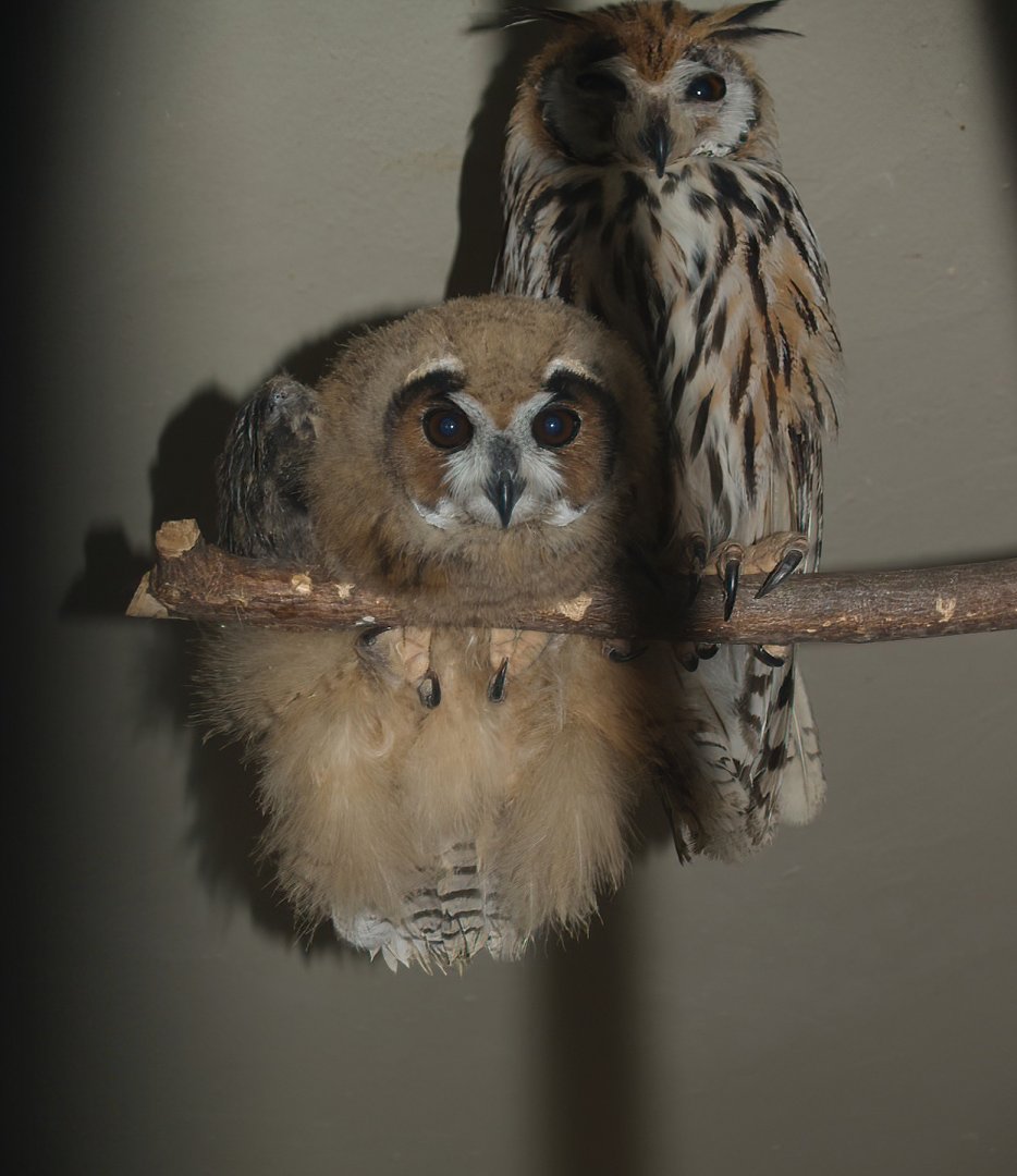 Striped owl (Asio clamator) with chick, 2007-09-02