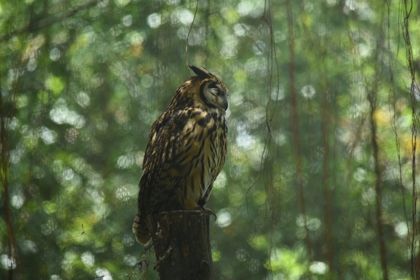 Striped owl (Asio clamator)