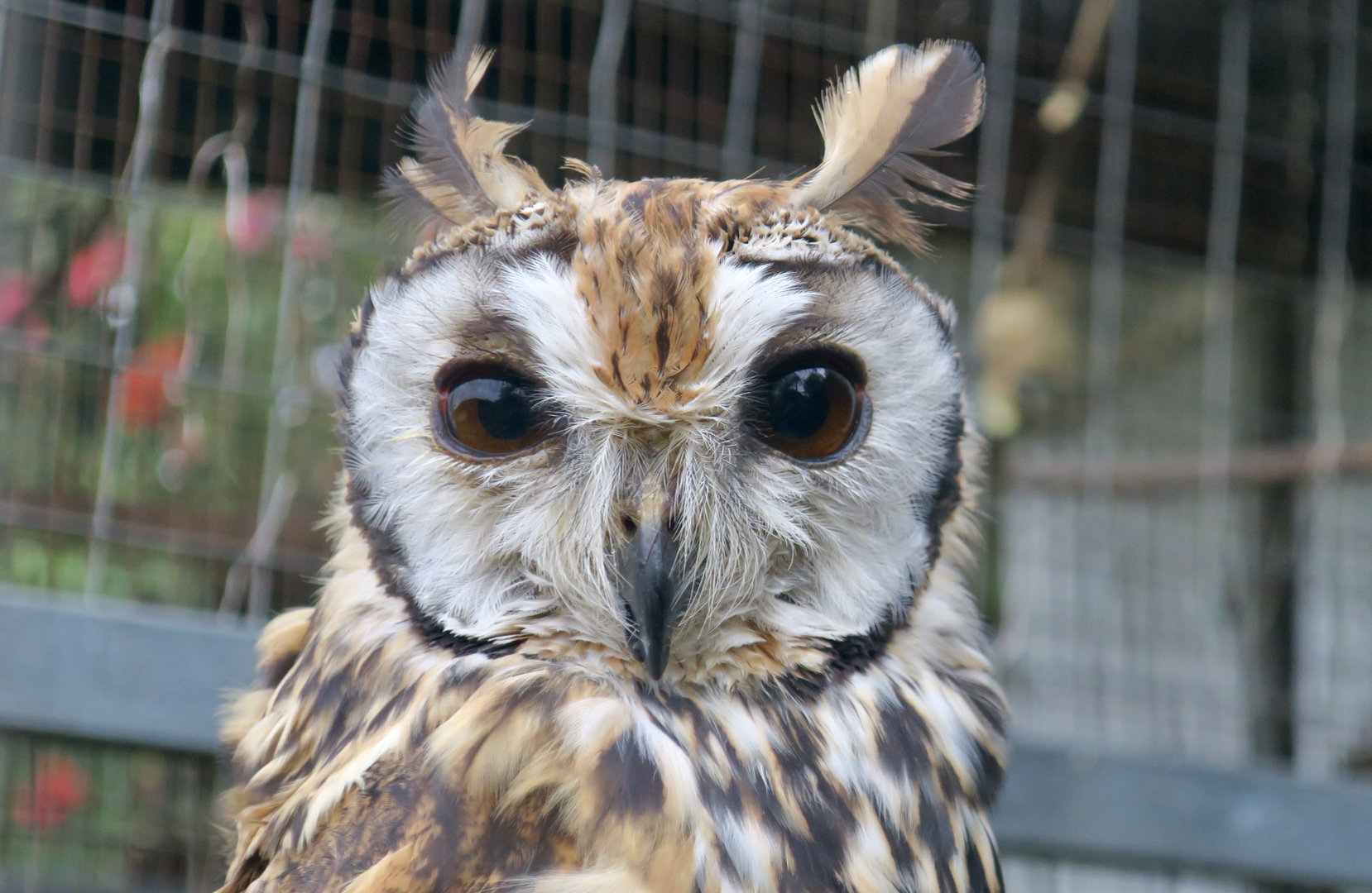 Striped Owl (Asio clamator)