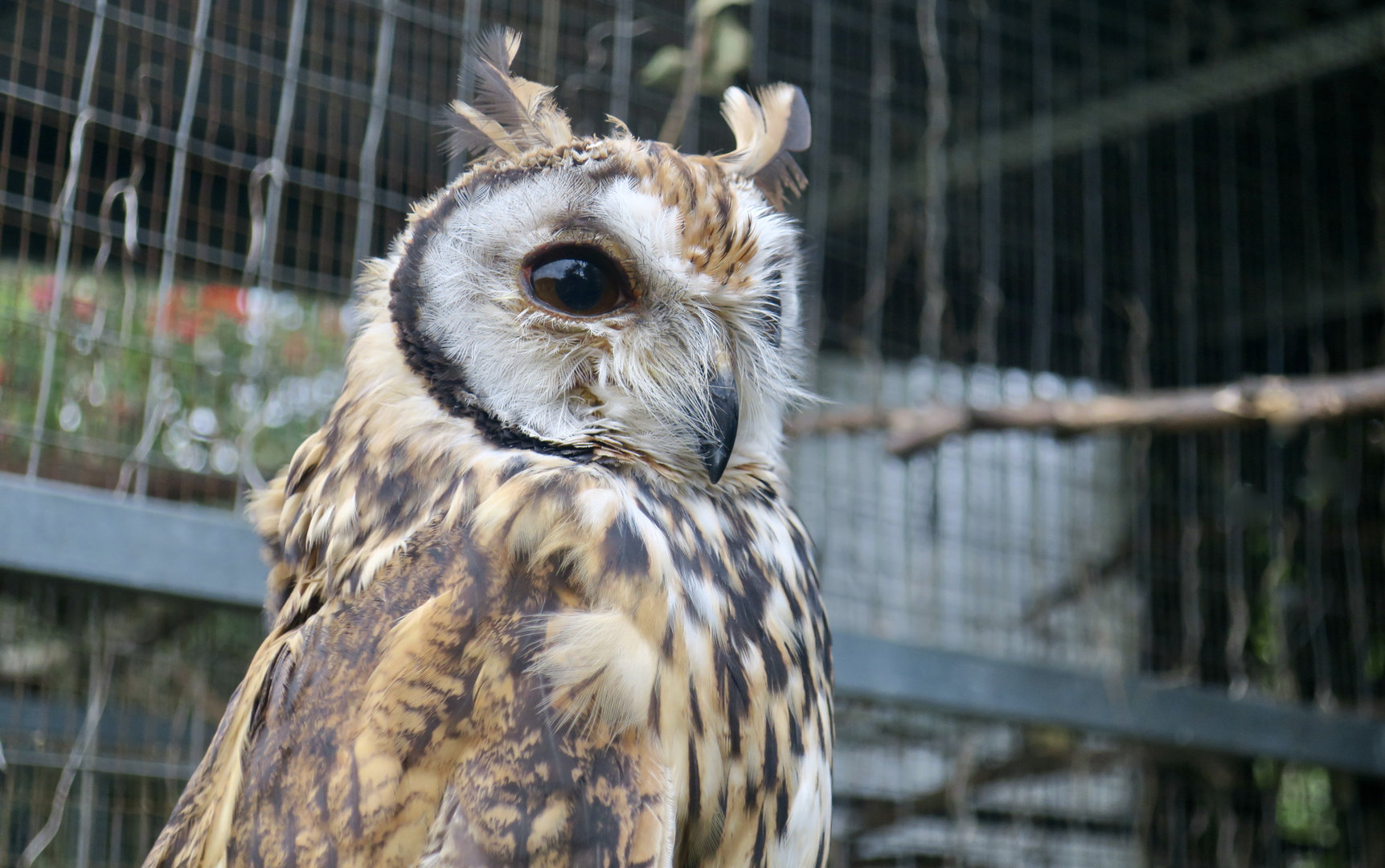 Striped Owl (Asio clamator)