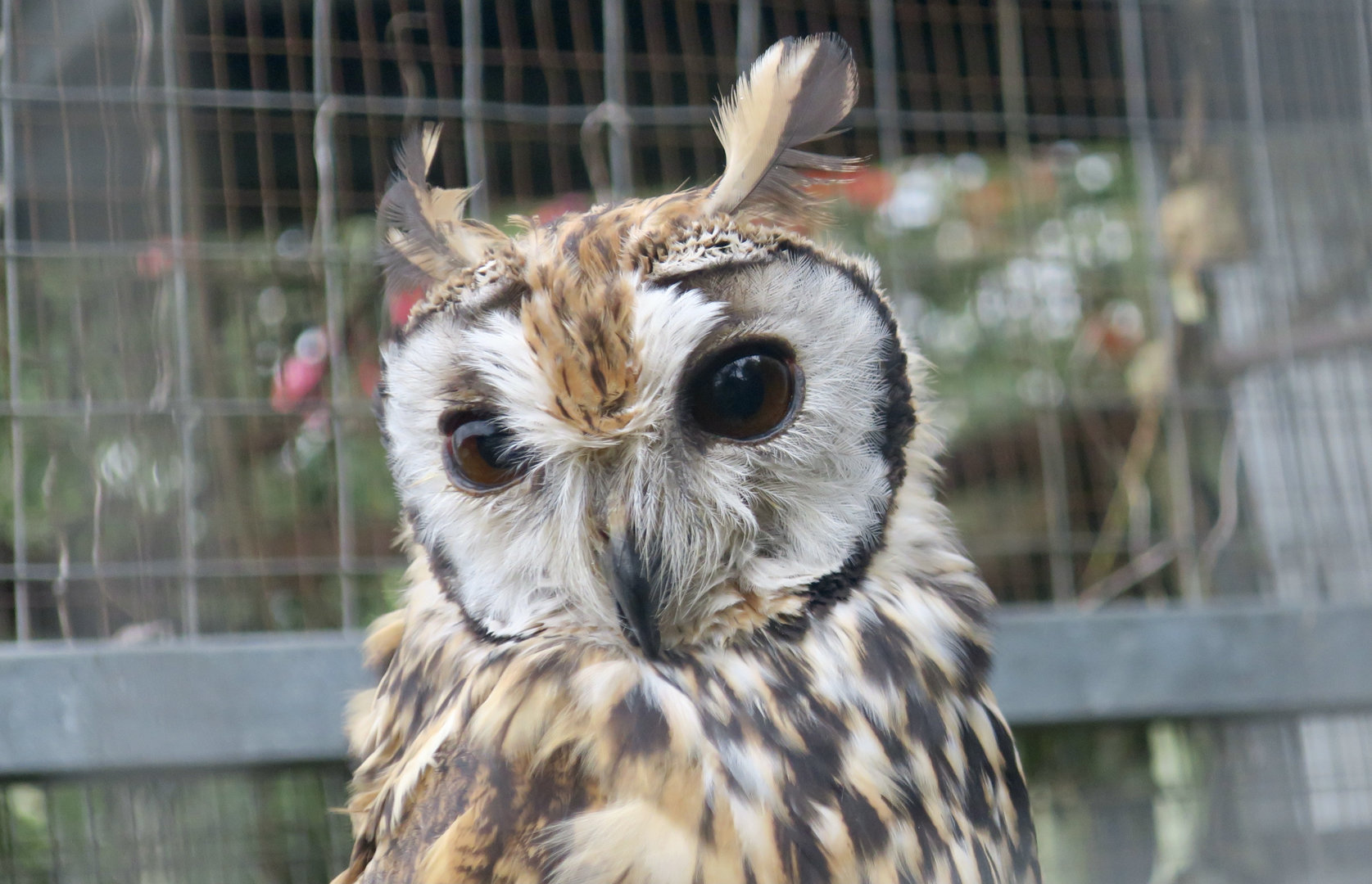 Striped Owl (Asio clamator)