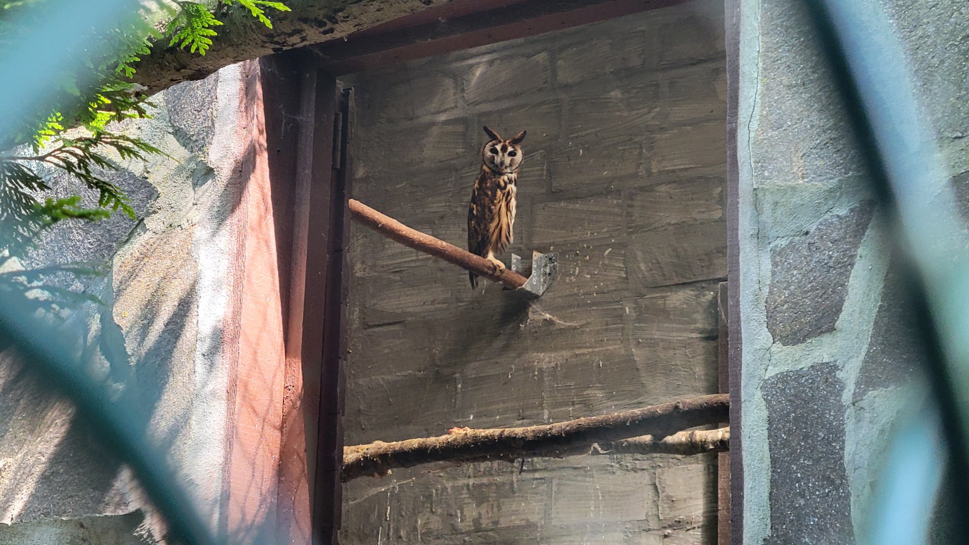 Striped owl (Asio clamator)