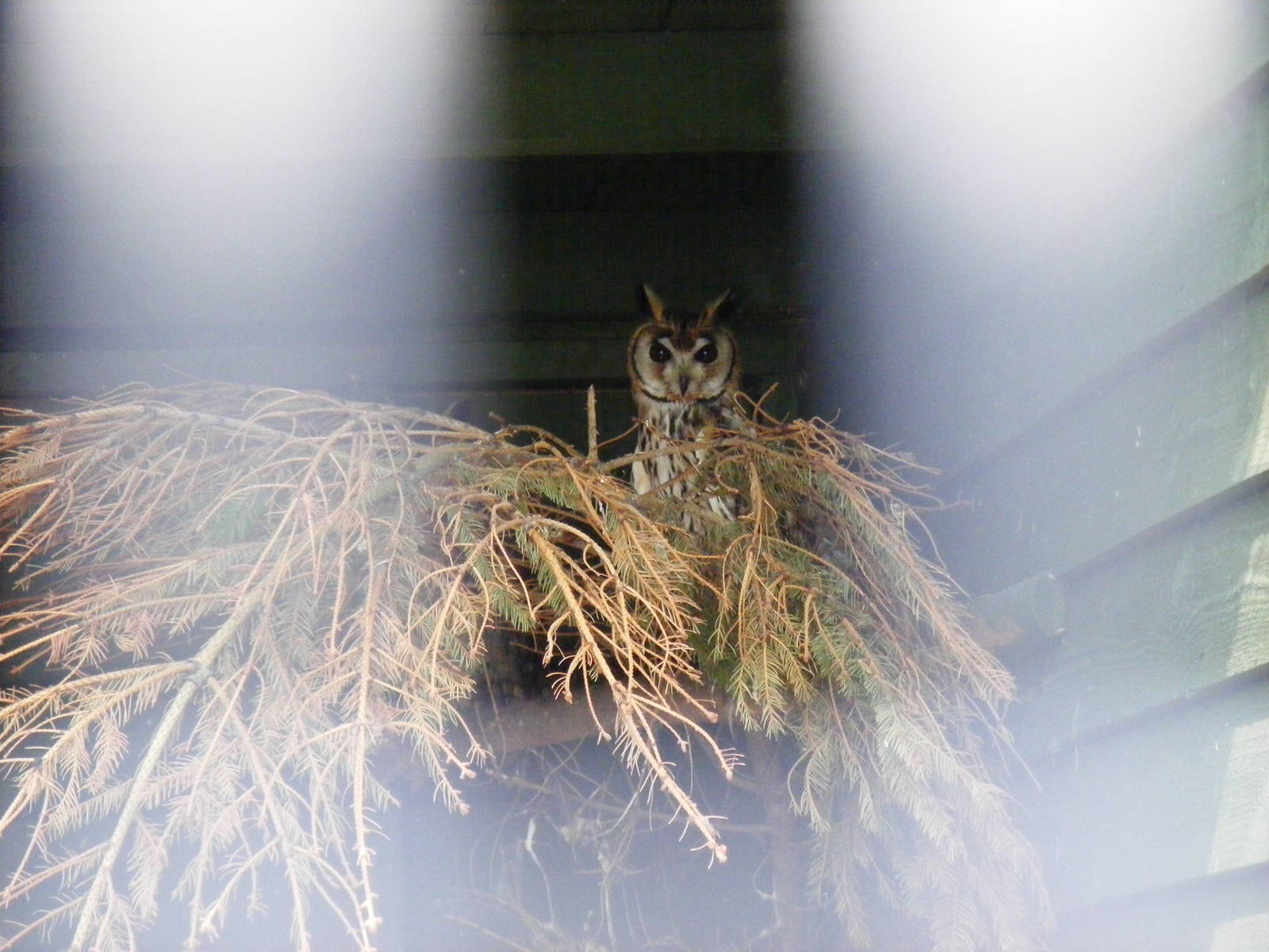 Striped owl at Fife Animal Park, 18 May 2010
