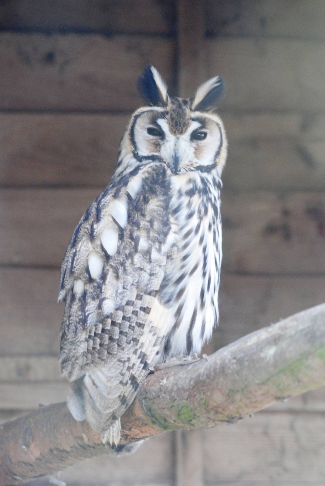 Striped Owl at Hamerton, 08/10/11