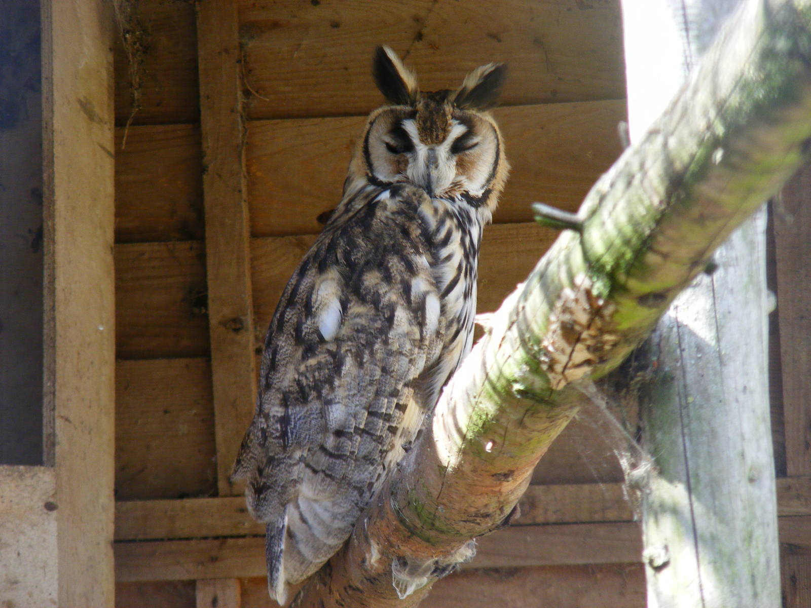 Striped owl at Hamerton Zoo, 12 September 2010