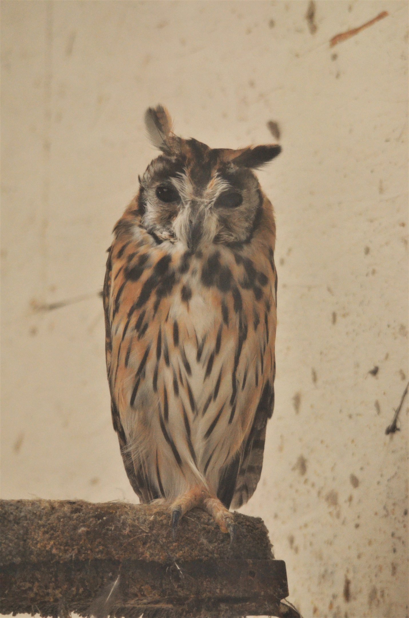 Striped Owl at ICBP Newent, 07/10/17