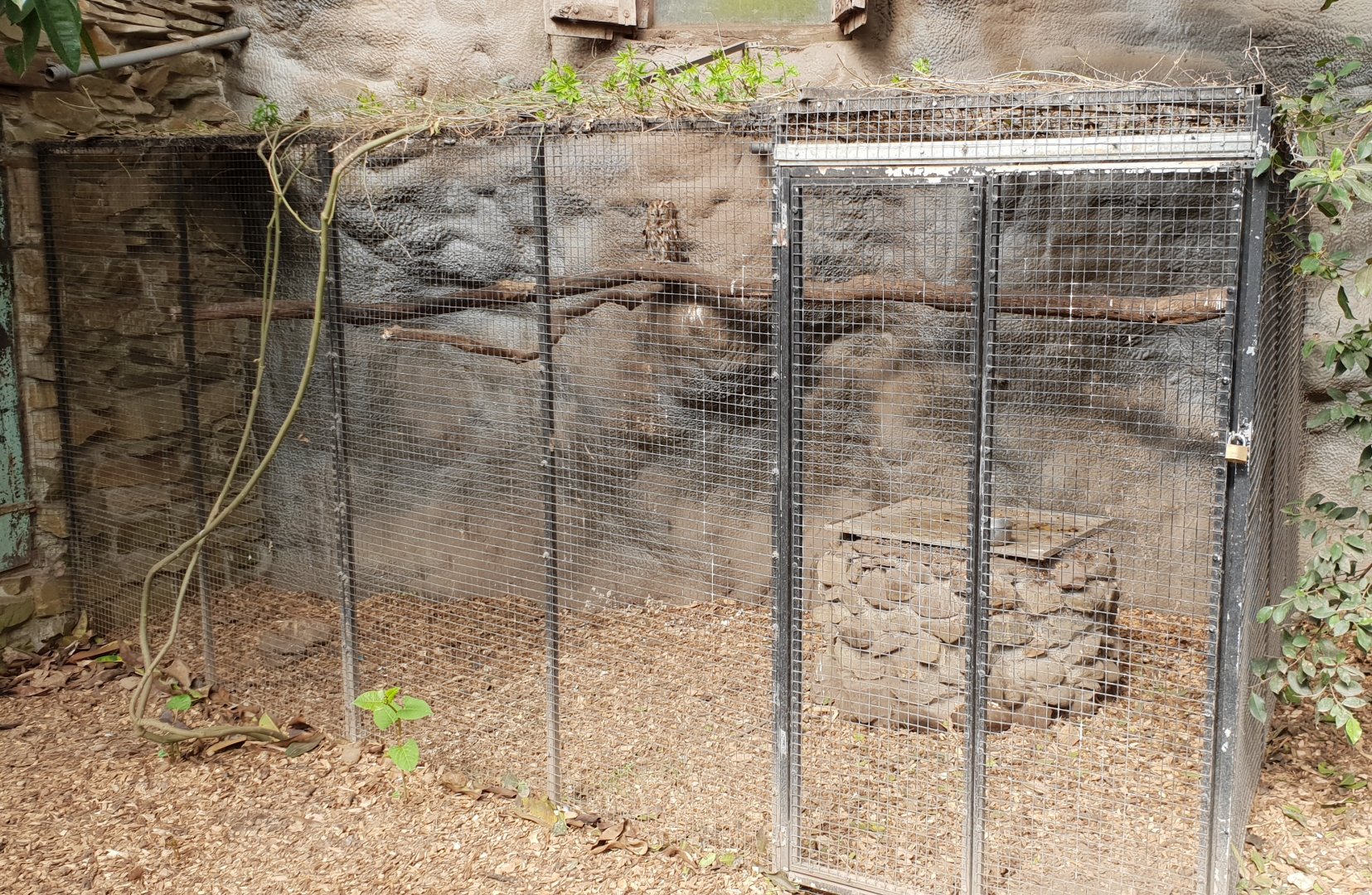 Striped owl aviary