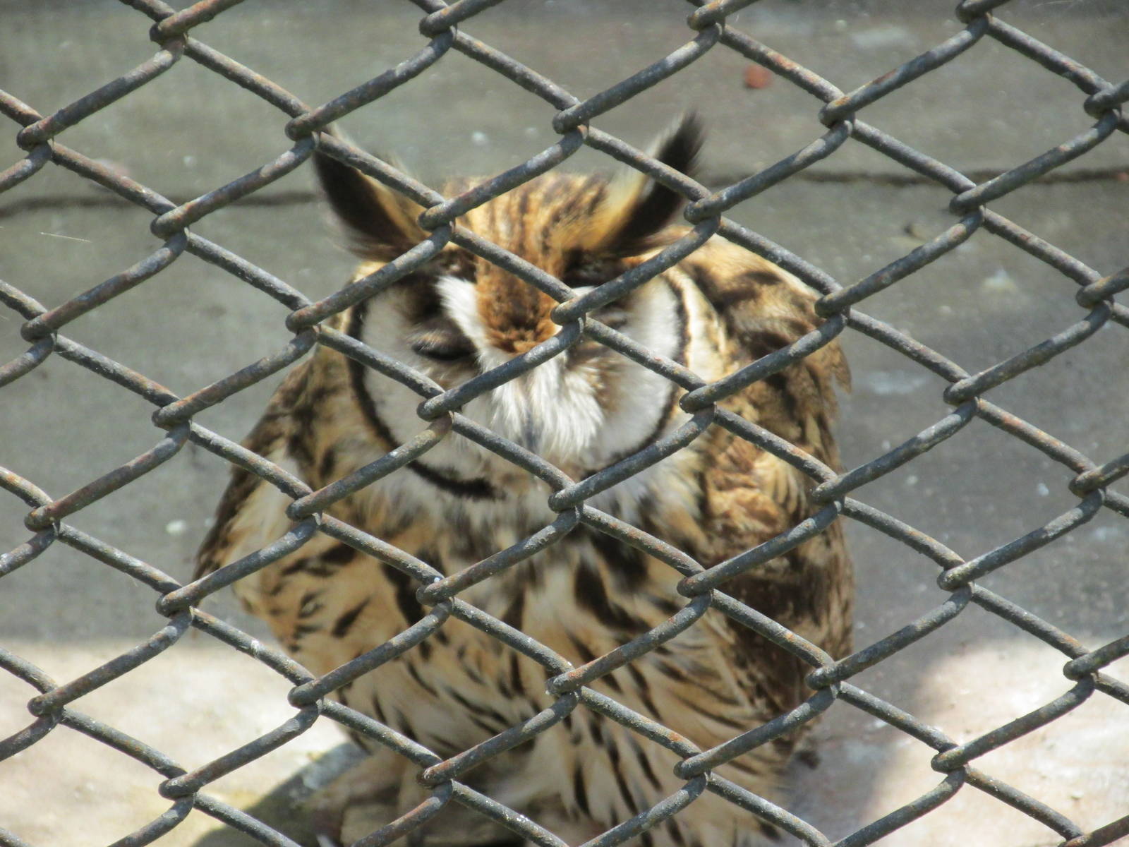 striped owl BA zoo