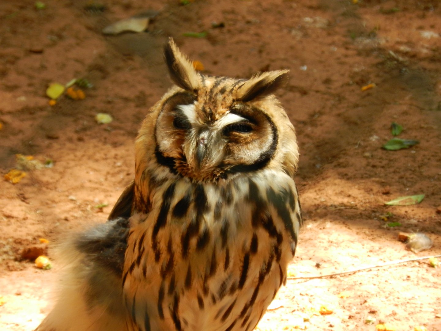 Striped owl - Campinas zoo (BDJ)