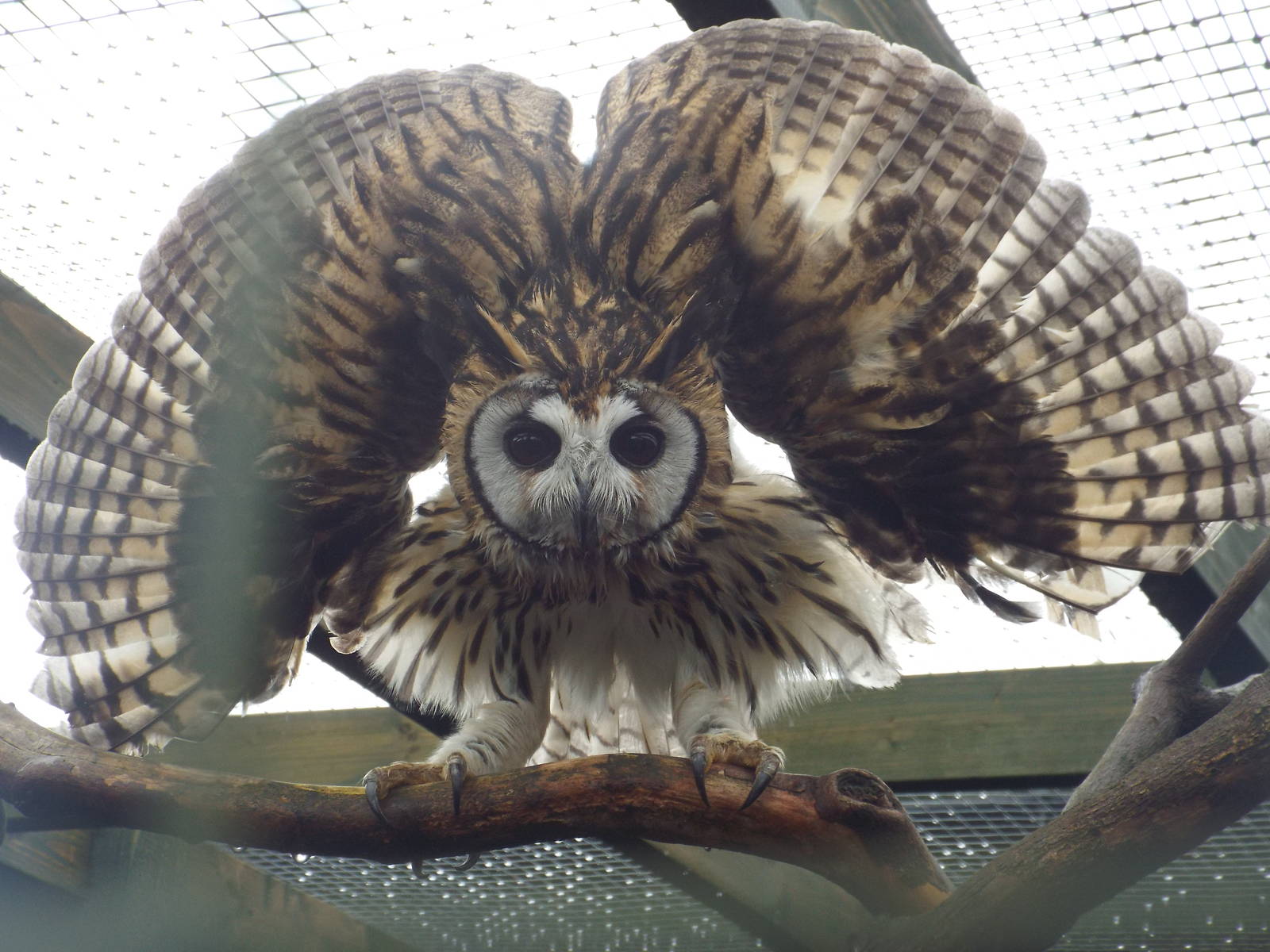 Striped Owl (Pseudoscops clamator) at Scottish Owl Centre - May 6th 2015