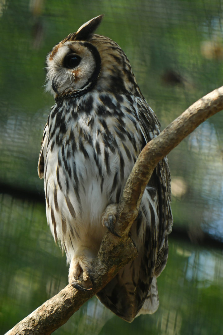 Striped Owl Pseudoscops clamator