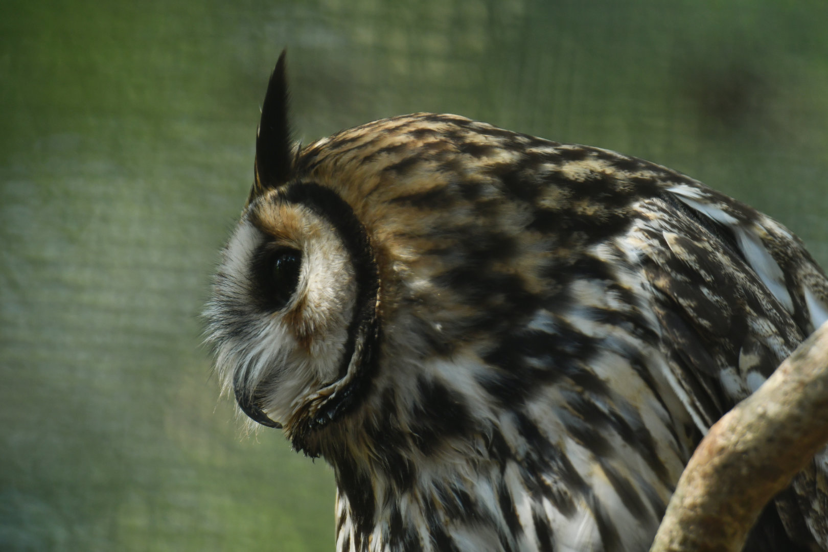 Striped Owl Pseudoscops clamator