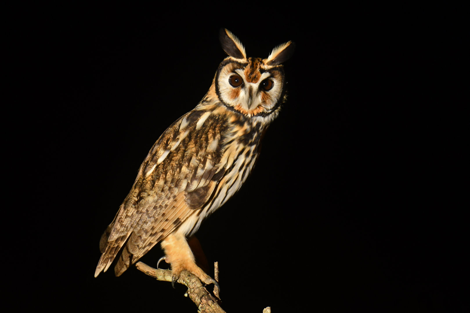 Striped Owl Pseudoscops clamator
