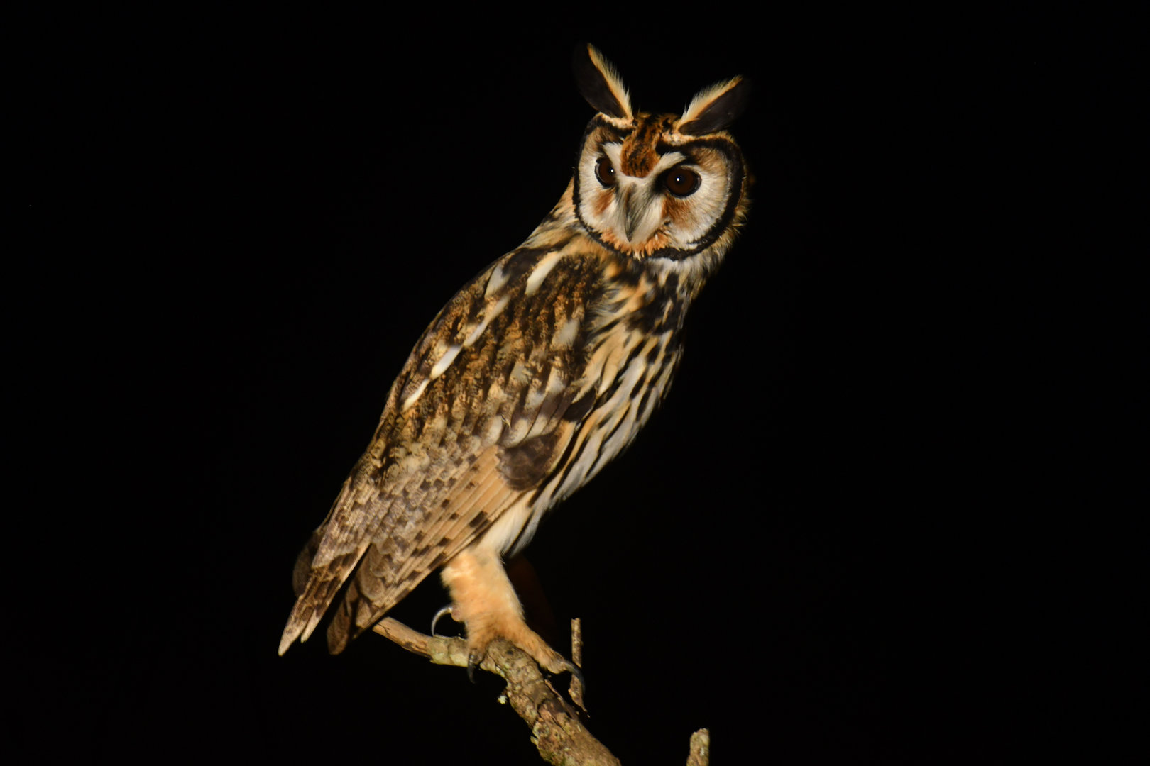 Striped Owl Pseudoscops clamator