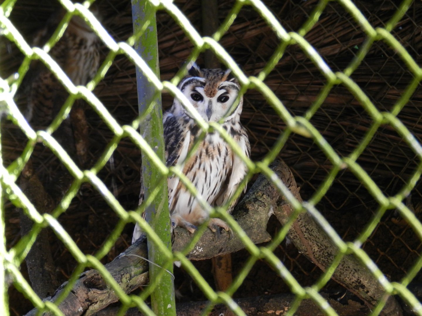 Striped owl - Salvador zoo (PZGV)