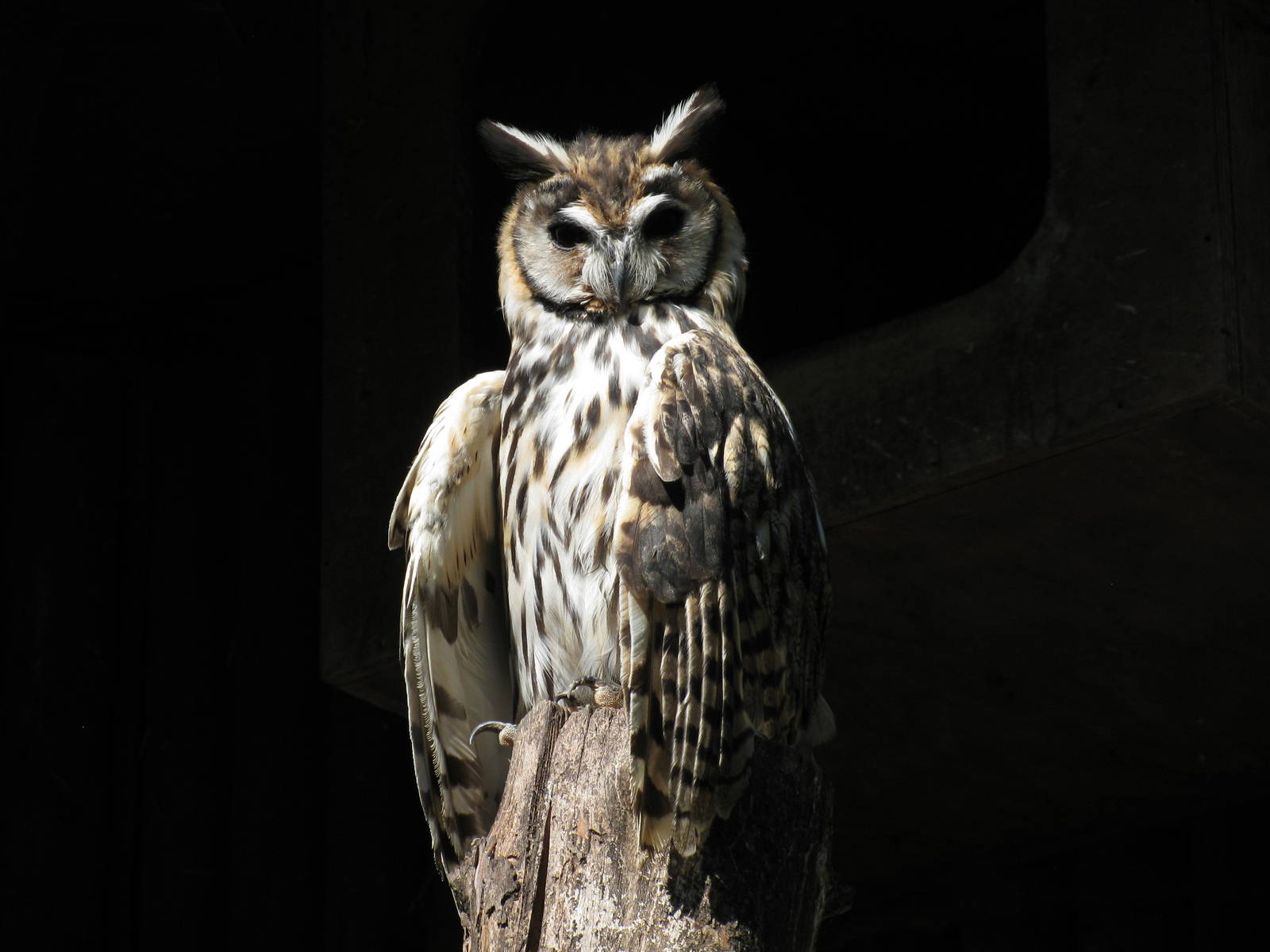 Striped Owl