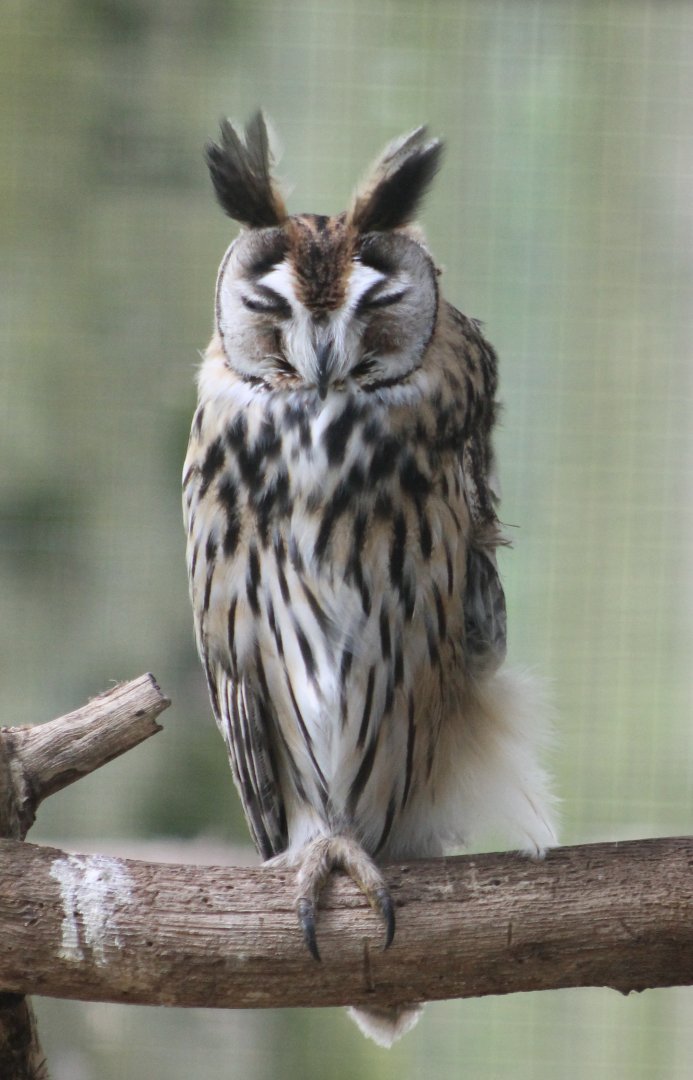 Striped owl