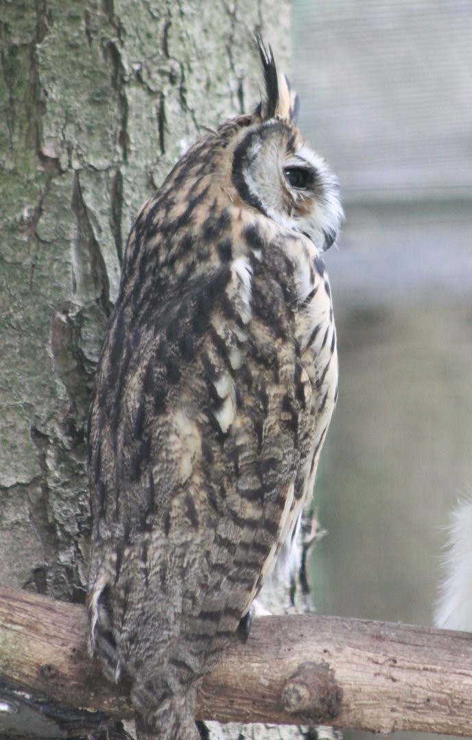 Striped owl