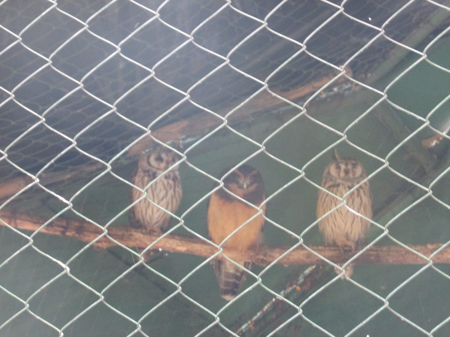 striped owls and spectacled owl