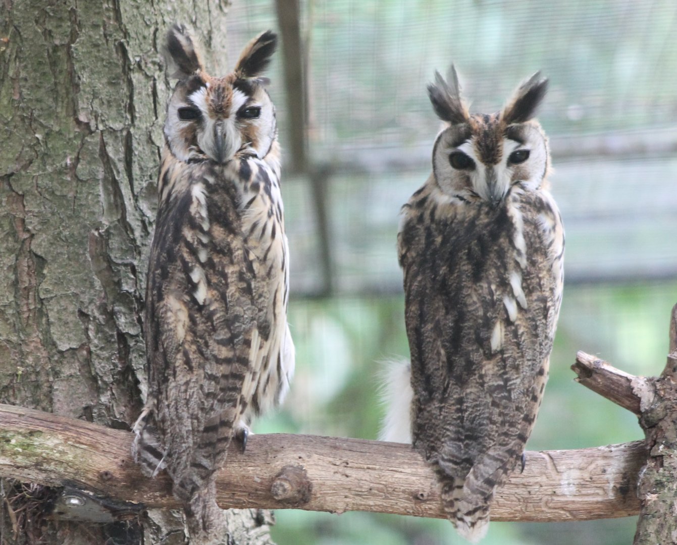 Striped owls