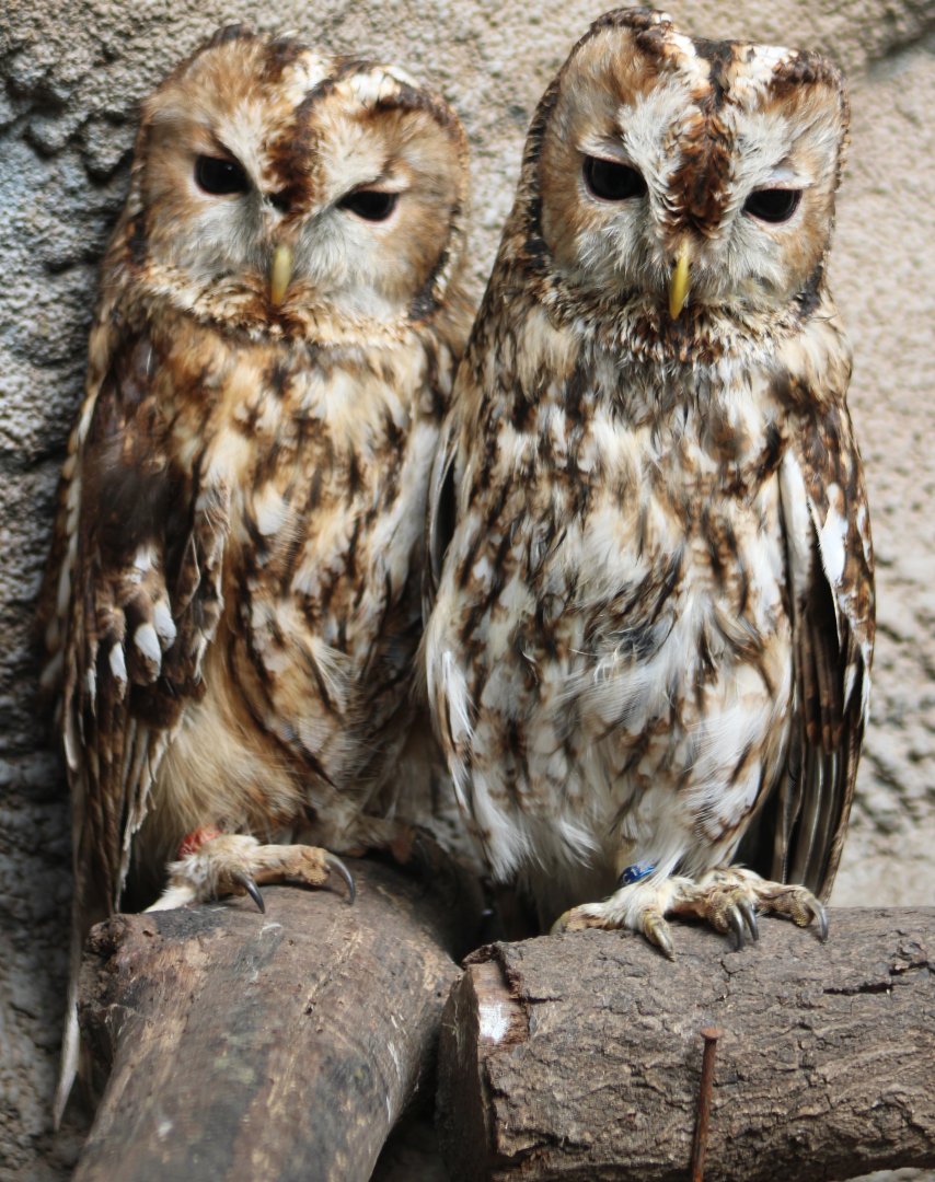 Striped owls