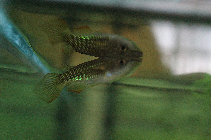 Striped panchax (Aplocheilus lineatus) - Animalium BRIN