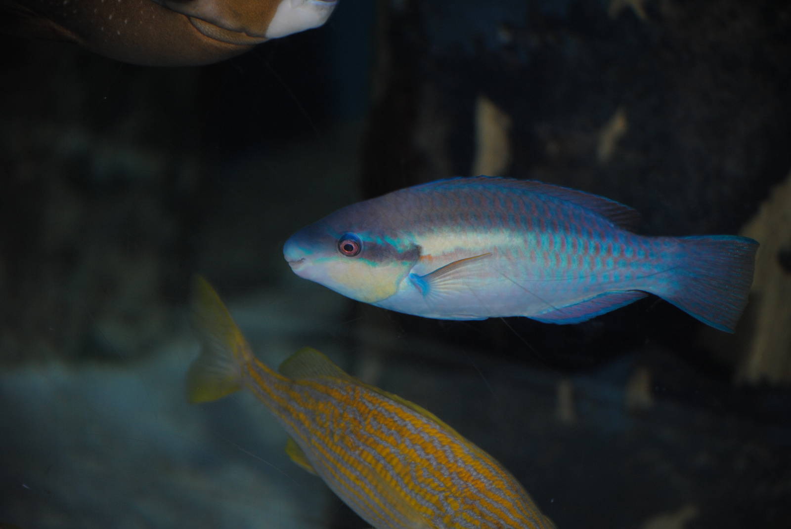 Striped Parrotfish (Scarus iserti)