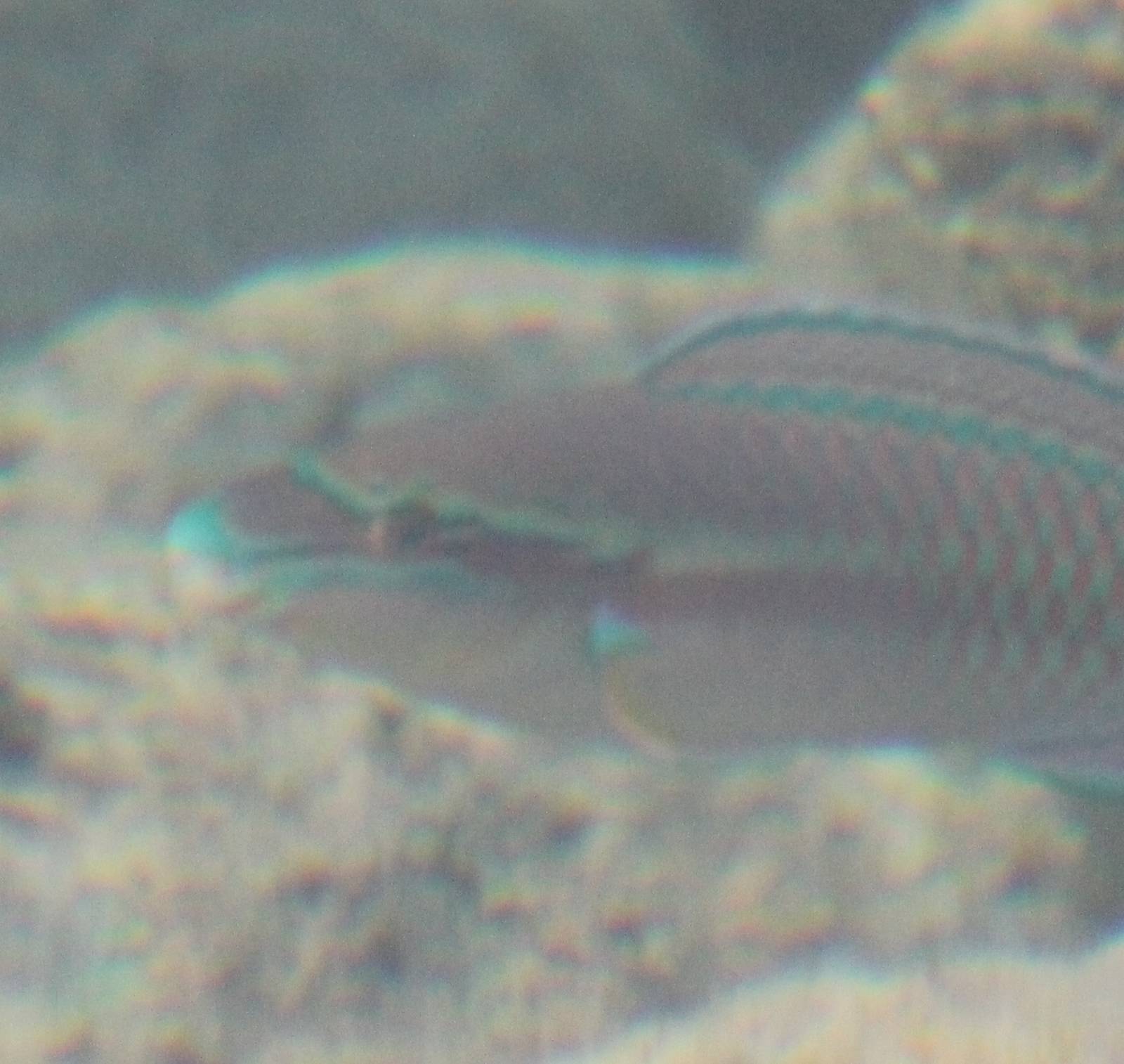 Striped Parrotfish