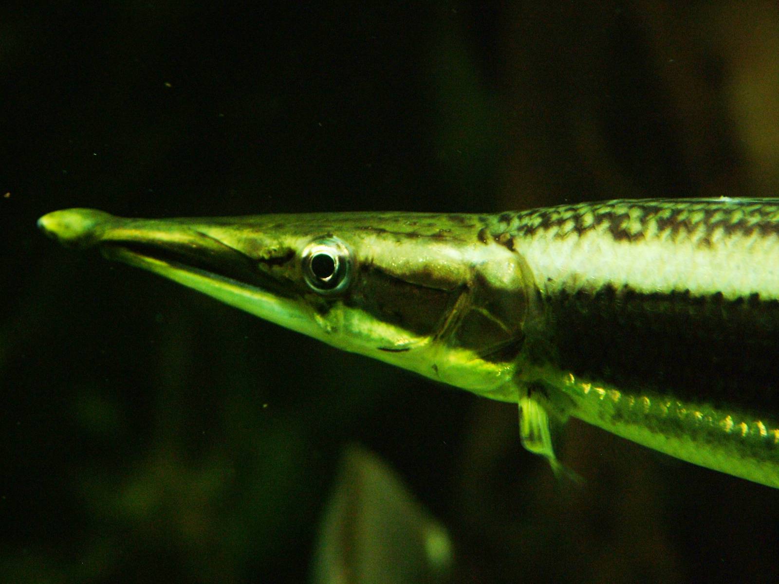 Striped Pike Characin at Berlin Zoo Aquarium, 31/08/11