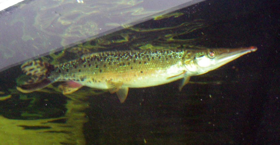 Striped Pike Characin (Boulengerella lateristriga)